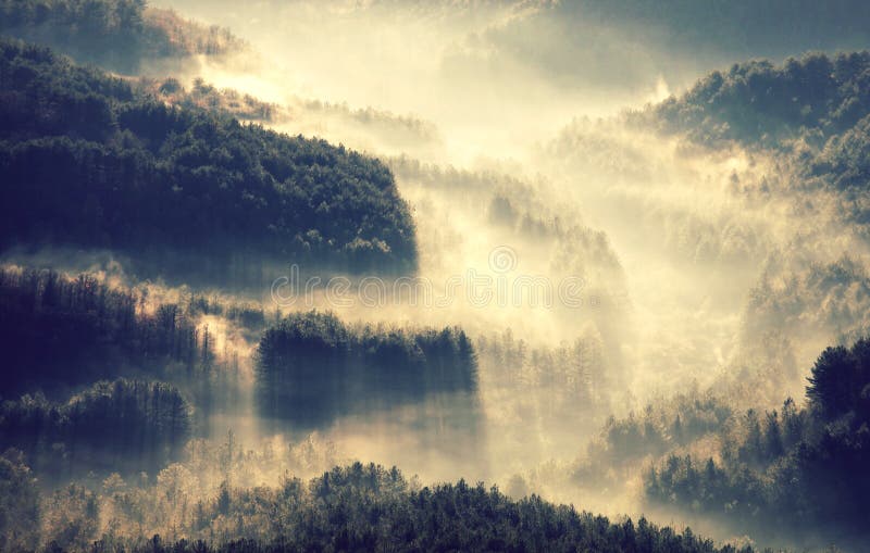 Fog in the forest stock photo. Image of mystery, horror - 162830146