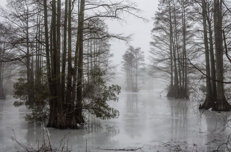 Fog and Ice at Stumpy Lake in Virginia Beach