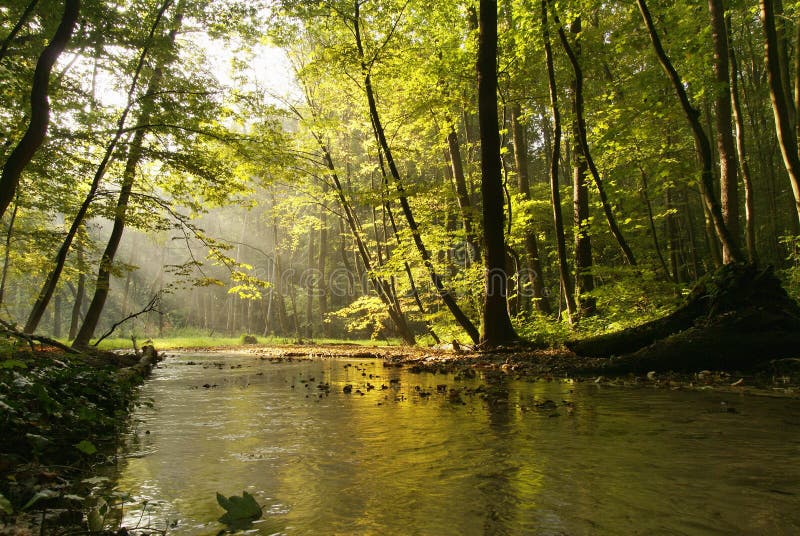 Fog over the stream in the autumn forest