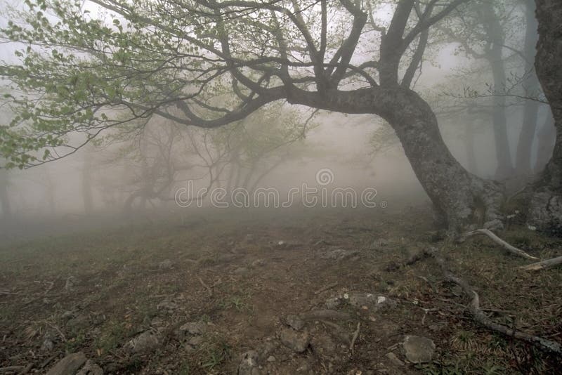 Fog s forest