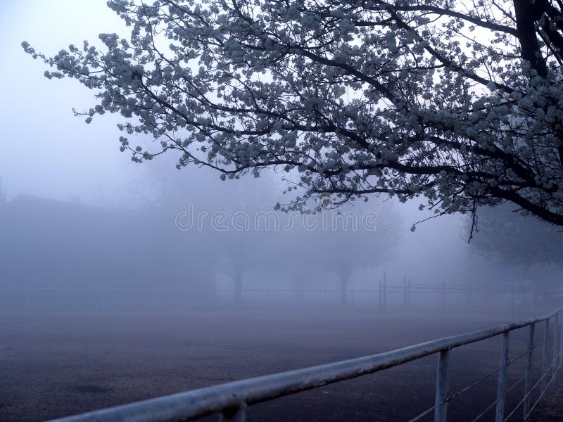 Fog and Spring Blooms