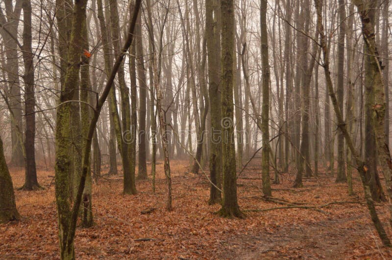 fog in woodlands