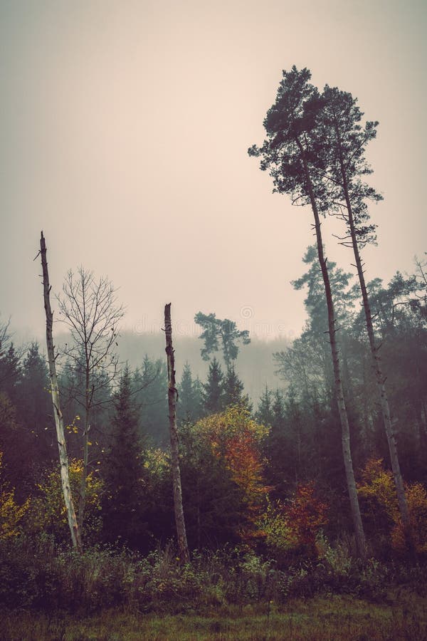 rødme fuldstændig wafer Foggy Dark Landscape, Sad Feelings in the Nature. Background with Soft  Colors. Bad Mood, Depression Concept Stock Image - Image of environment,  autumn: 196006841