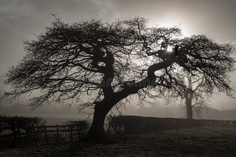 Foggy day stock image. Image of national, evening, branch - 83402761