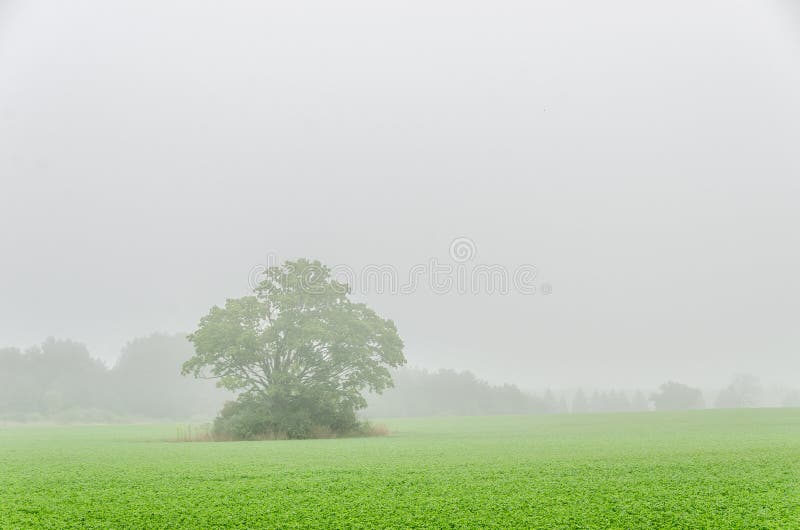 Foggy Field With Large Tree stock photography Foggy Field With Large Tree stock photography