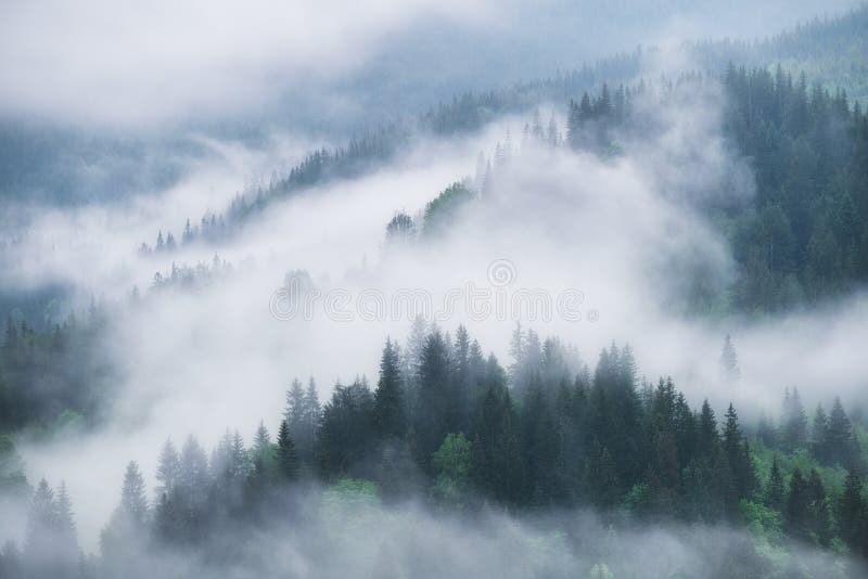 Foggy forest in the mountains. Landscape with trees and mist. Landscape after rain. A view for the background.