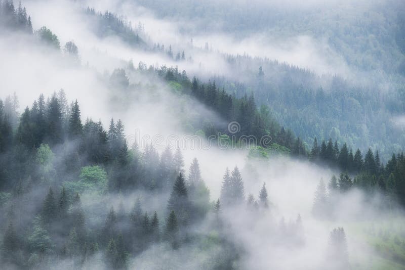 Foggy forest in the mountains. Landscape with trees and mist. Landscape after rain. A view for the background.