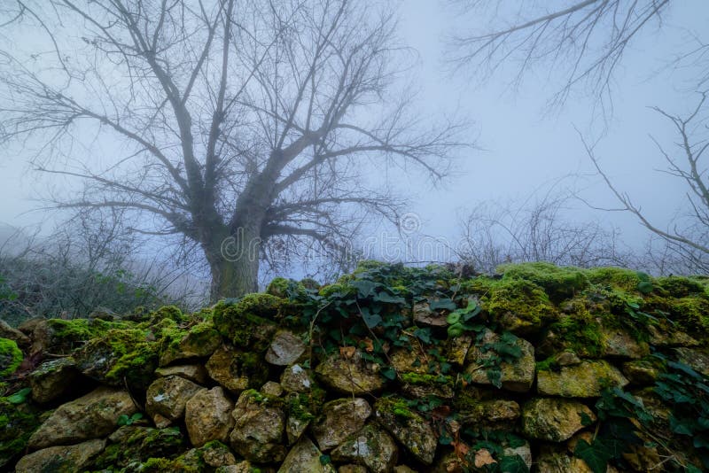 Foggy landscape, bare branches tree in winter with rocks on the ground, moss and green plants. Blue mood. Rio Duraton. Segovia