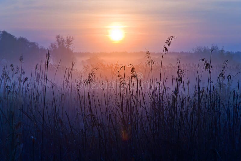 Foggy Landscape. Early Morning on a meadow royalty free stock images