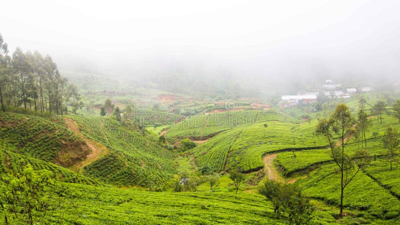 Landscape with tea plantation near Ella in Sri Lanka royalty free stock photography Landscape with tea plantation near Ella in Sri Lanka royalty free stock photography