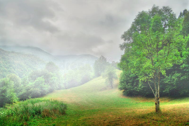 Foggy meadow