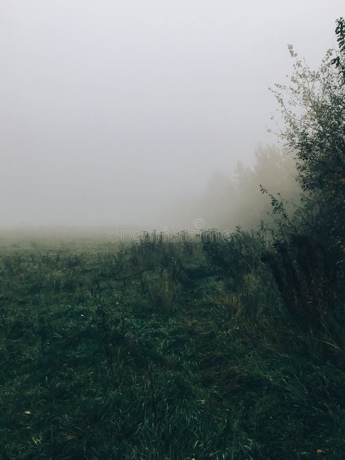 Foggy meadow in cold autumn morning. Mist in field. Tranquil moment. Hello fall. Autumn background. Atmospheric morning royalty free stock photo