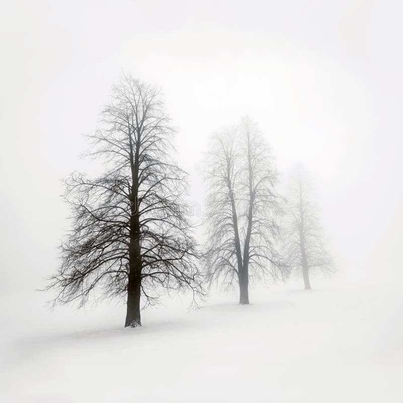 Winter trees in fog