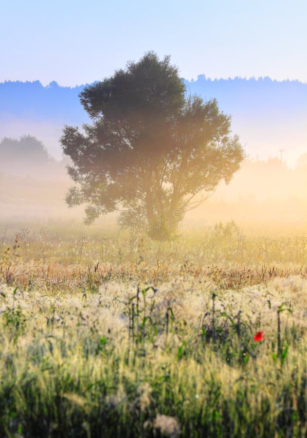 A tree in morning light with delicate fog over meadows and hazy forest stripes. Unfocused meadow on first plane. Poland, Swietokrzyskie. A tree in morning light with delicate fog over meadows and hazy forest stripes. Unfocused meadow on first plane. Poland, Swietokrzyskie.