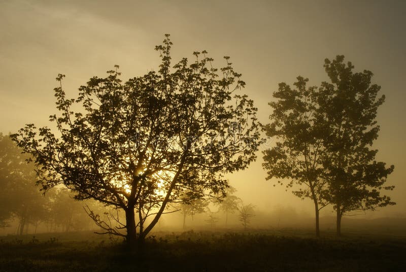 Foggy morning