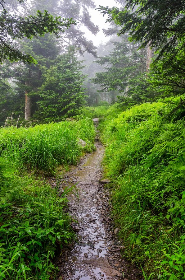 Foggy morning, Appalachian Trail, Great Smoky Mountains