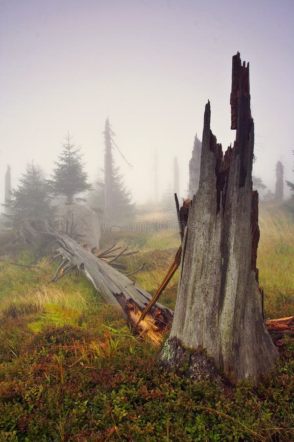 Foggy morning in dead forest