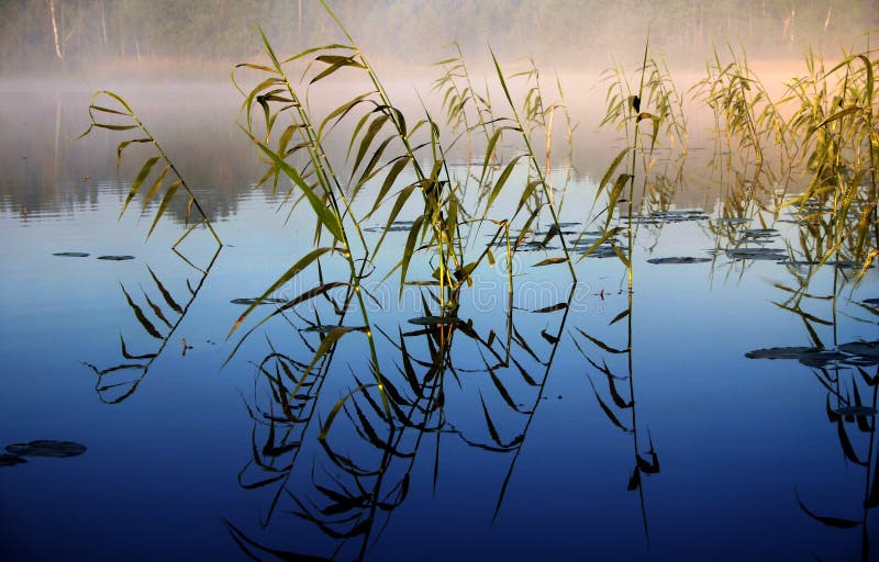 Foggy morning by the lake, II royalty free stock images Foggy morning by the lake, II royalty free stock images