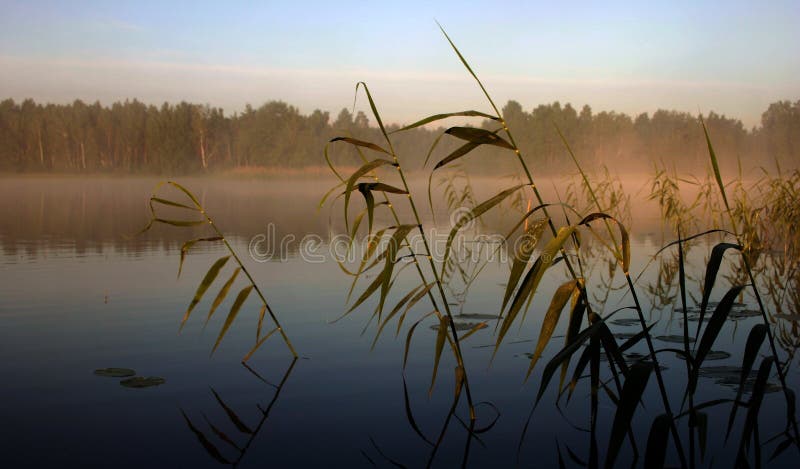 Foggy morning by the lake, III royalty free stock image Foggy morning by the lake, III royalty free stock image