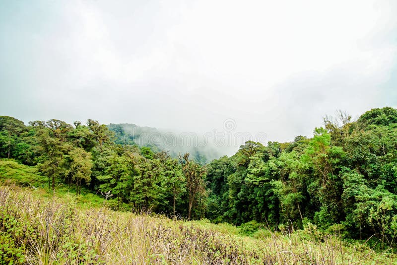 Foggy morning on the mountain, Doi Inthanon the northernmost of Siam, Chiang Mai, Thailand. stock photo Foggy morning on the mountain, Doi Inthanon the northernmost of Siam, Chiang Mai, Thailand. stock photo