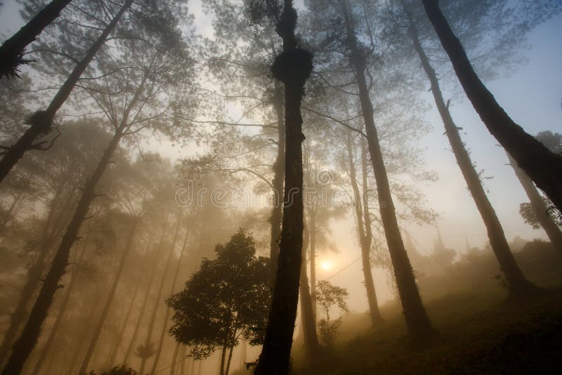 Nebbioso mattina sul, ovest.