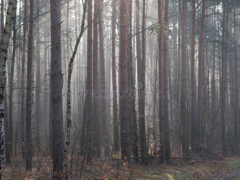 Foggy November morning in the woods.