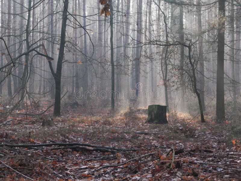 Foggy November morning in the woods.