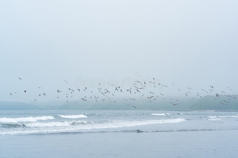 Foggy seascape, cold ocean shore with a flock of flying seabirds stock photo