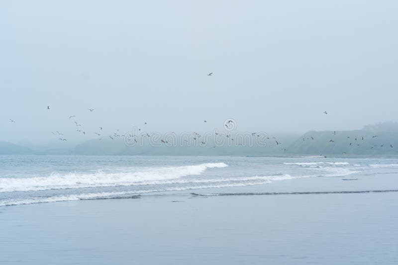 Foggy seascape, cold ocean shore with a flock of flying seabirds stock photography