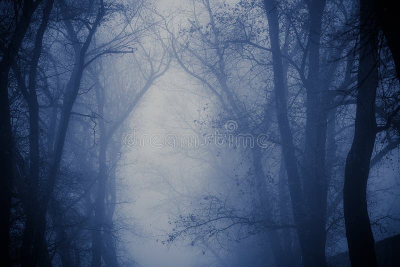 Foggy silhouettes of trunks and branches stock image Foggy silhouettes of trunks and branches stock image