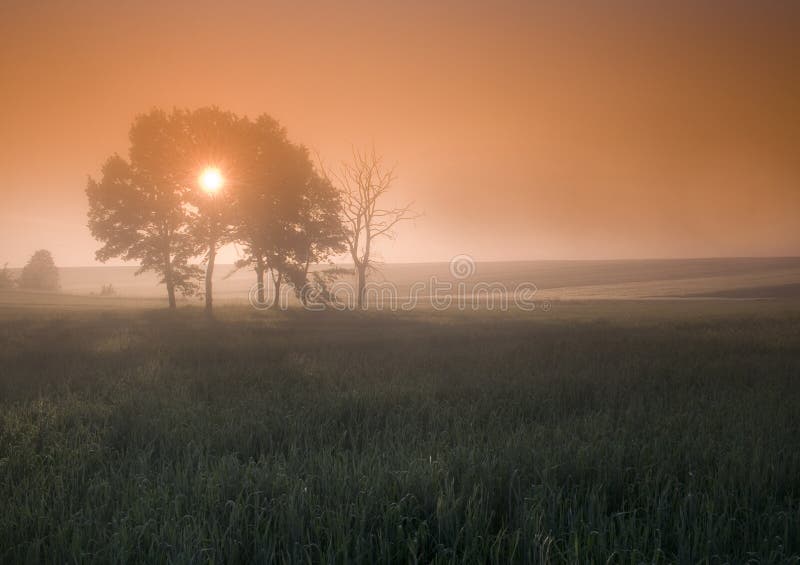 Foggy sunrise