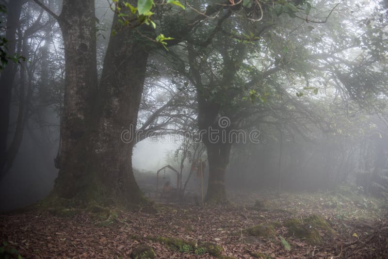 Foggy Weather in Kerala