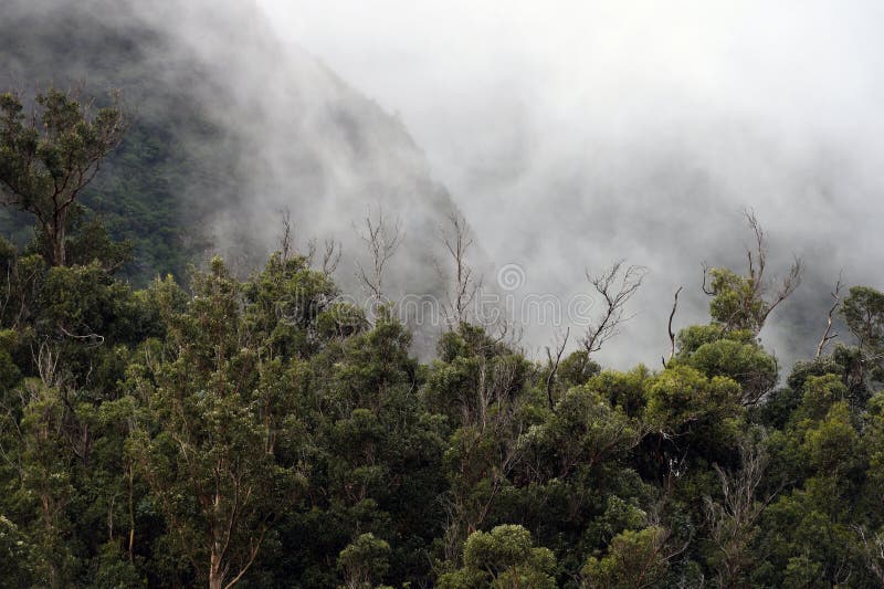 Foggy Weather Stock Photo. Image Of Grass, Foggy, Mountain - 271539504