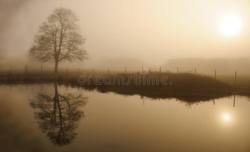 Foggy winter day in a park with lone tree reflecting in a water