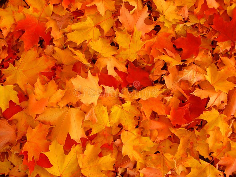 Fogli di autunno. fotografia stock libera da diritti Fogli di autunno. fotografia stock libera da diritti