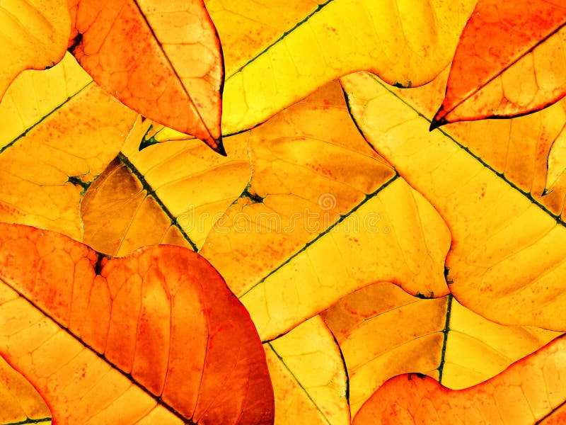 Fogli di autunno fotografie stock libere da diritti Fogli di autunno fotografie stock libere da diritti