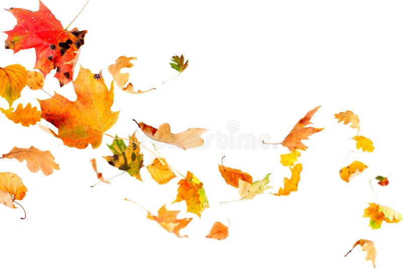Fogli di autunno di caduta immagini stock libere da diritti Fogli di autunno di caduta immagini stock libere da diritti
