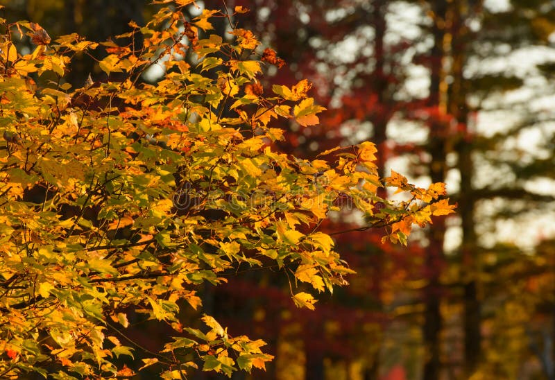 Fogli di autunno gialli dorati immagine stock libera da diritti Fogli di autunno gialli dorati immagine stock libera da diritti