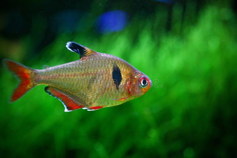 Fogli di chiusura di un bel pesce rosso che nuota su uno sfondo verde sfuocato fotografia stock libera da diritti Fogli di chiusura di un bel pesce rosso che nuota su uno sfondo verde sfuocato fotografia stock libera da diritti