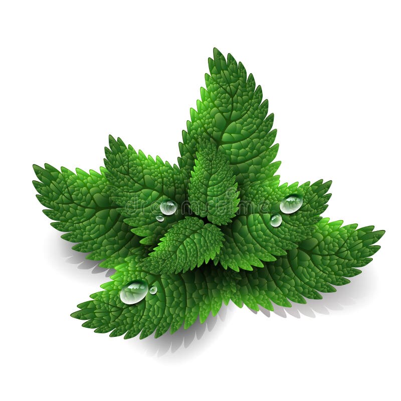 Fogli di menta verdi freschi illustrazione vettoriale