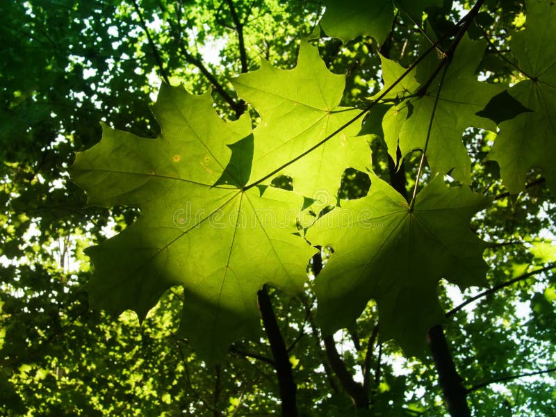 Fogli di un albero un acero fotografia stock Fogli di un albero un acero fotografia stock