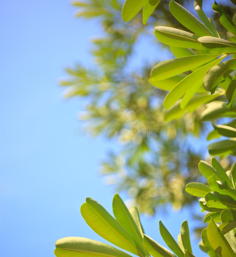 Fogli di verde della natura su priorità bassa blu fotografie stock libere da diritti Fogli di verde della natura su priorità bassa blu fotografie stock libere da diritti