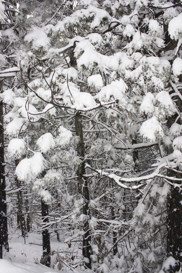 Fogli innevati in inverno immagine stock libera da diritti Fogli innevati in inverno immagine stock libera da diritti