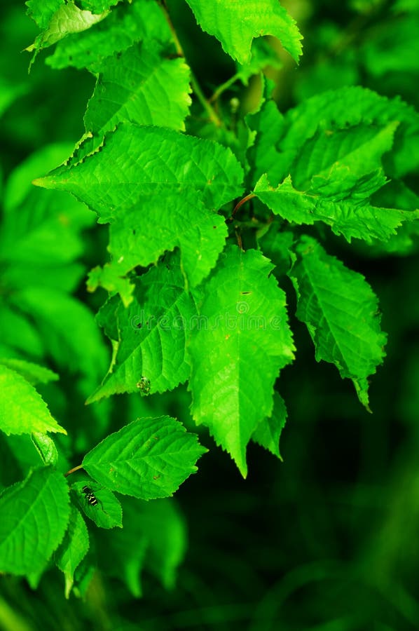 fogli verdi delle erbe immagine stock fogli verdi delle erbe immagine stock
