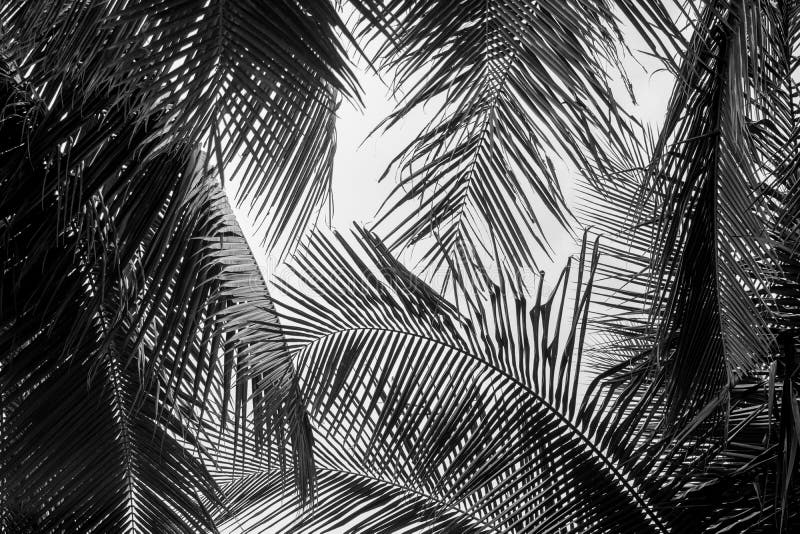 Foglia astratta bianca e nera di palme da cocco fotografia stock
