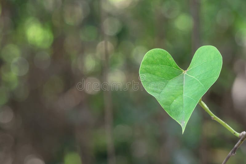 Foglia cardiaca verde in natura fotografia stock Foglia cardiaca verde in natura fotografia stock