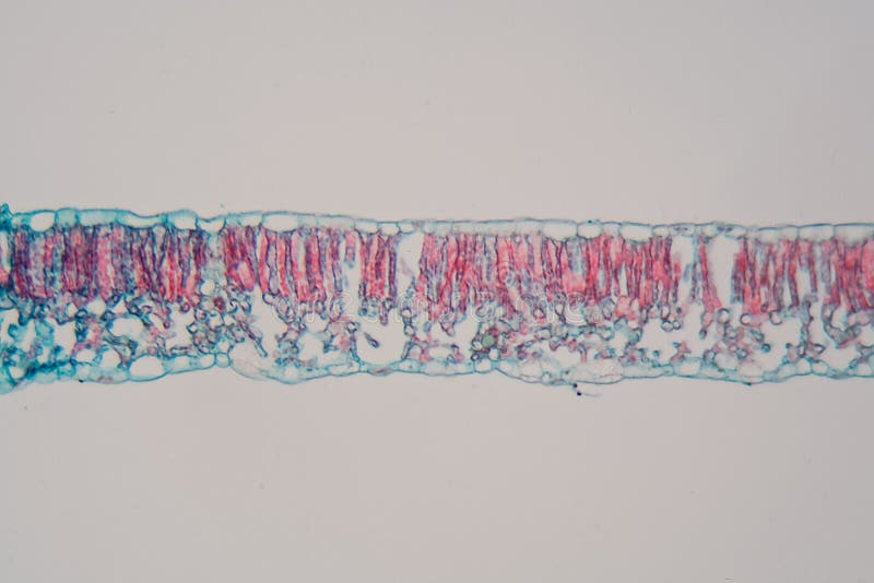 Foglia del cotone sotto il microscopio fotografie stock libere da diritti Foglia del cotone sotto il microscopio fotografie stock libere da diritti