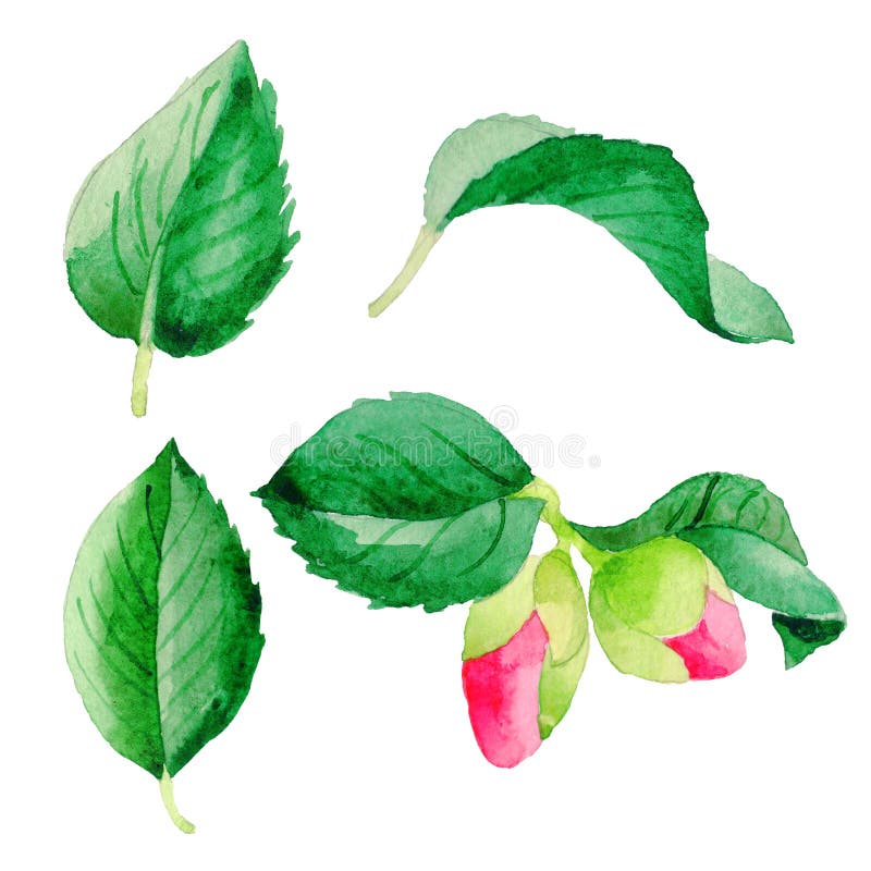 Foglia del fiore di Camellia Japanese del Wildflower in uno stile dell'acquerello isolata royalty illustrazione gratis Foglia del fiore di Camellia Japanese del Wildflower in uno stile dell'acquerello isolata royalty illustrazione gratis