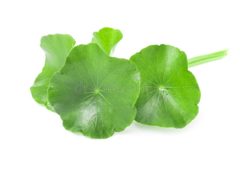 Foglia del primo piano della cola di Gotu, pennywort asiatico, pennywort indiano o immagine stock libera da diritti Foglia del primo piano della cola di Gotu, pennywort asiatico, pennywort indiano o immagine stock libera da diritti
