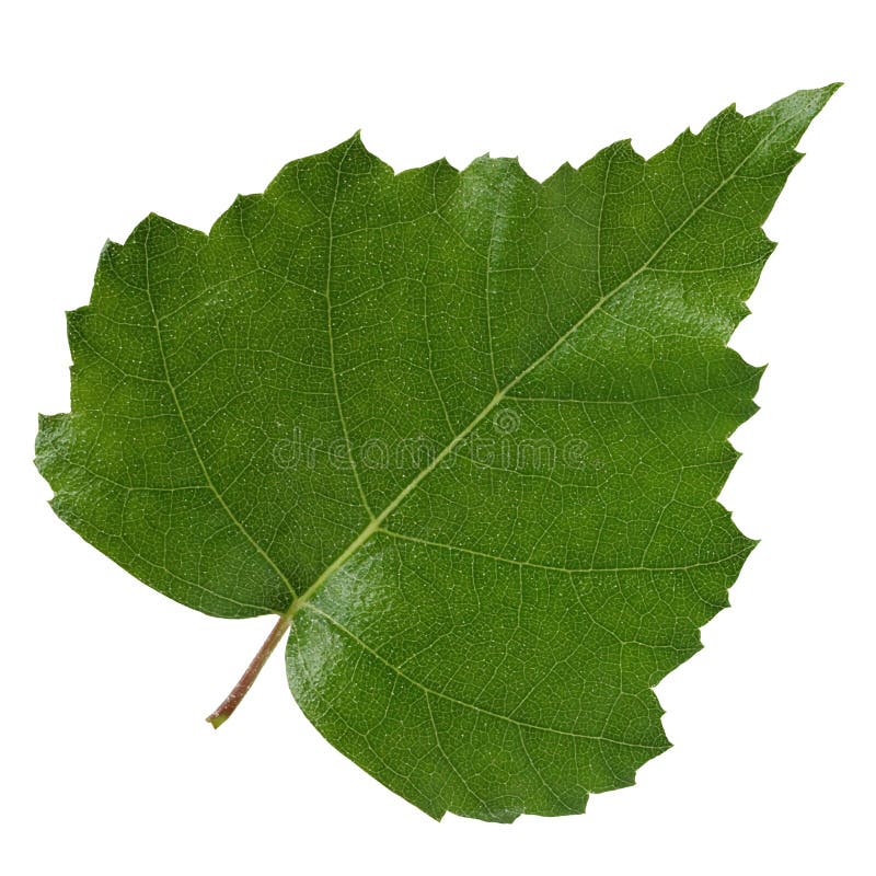 Foglia della betulla isolata su fondo bianco fotografia stock libera da diritti Foglia della betulla isolata su fondo bianco fotografia stock libera da diritti